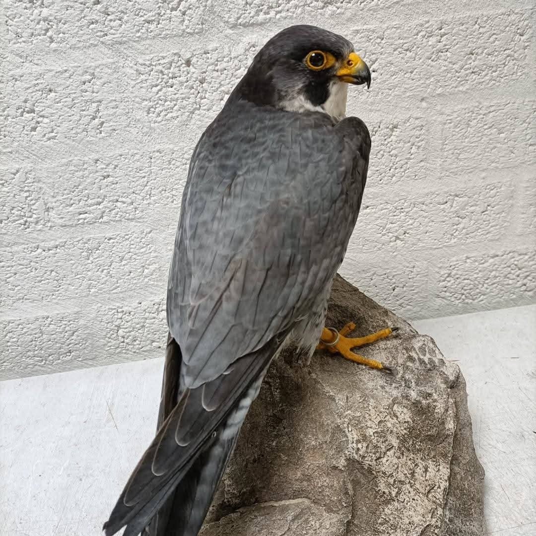 Peregrine Falcon Full Body Mount