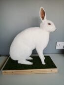 White Rabbit Full Body Mount