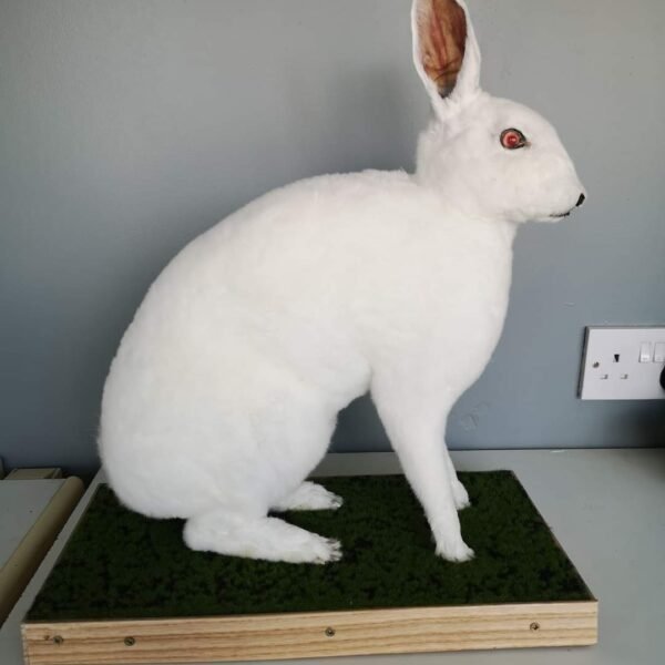 White Rabbit Full Body Mount