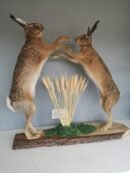 Brown Hare "Boxing" Habitat Mount