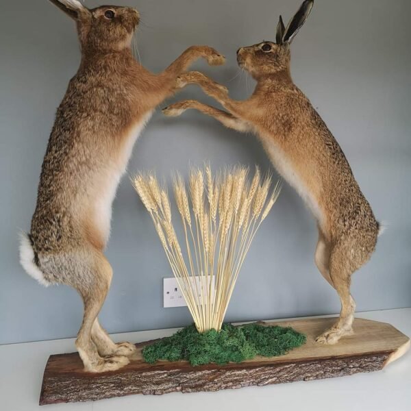 Brown Hare "Boxing" Habitat Mount