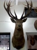 Red Stag (Red Deer) Shoulder Mount