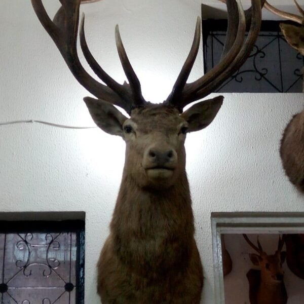 Red Stag (Red Deer) Shoulder Mount