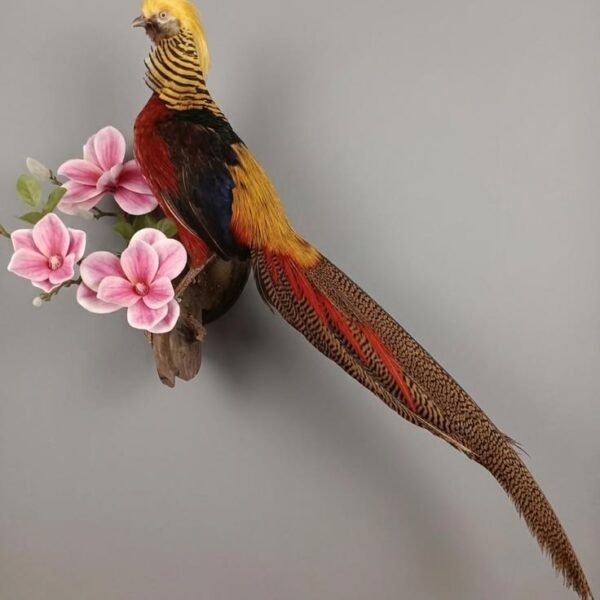 Red Golden Pheasant