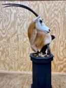 Scimitar-Horned Oryx Pedestal Mount