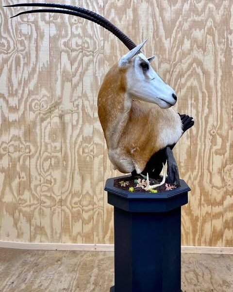 Scimitar-Horned Oryx Pedestal Mount