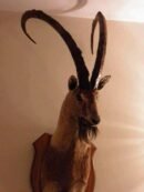 Sindh Ibex Shoulder Mount