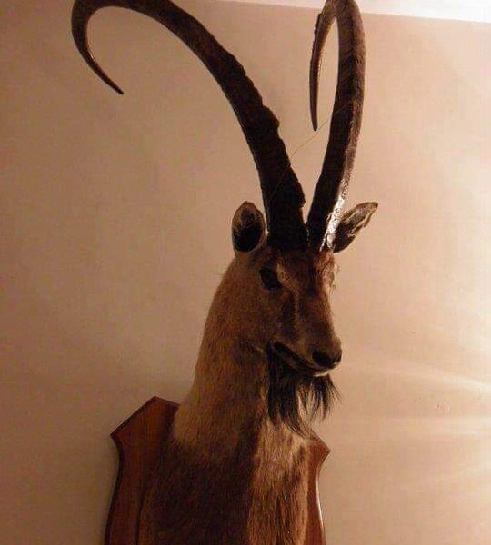 Sindh Ibex Shoulder Mount