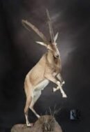 Sindh Ibex Full Body Mount