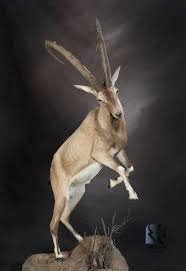 Sindh Ibex Full Body Mount