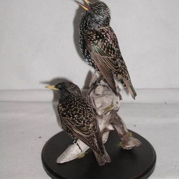 European Starling Pair