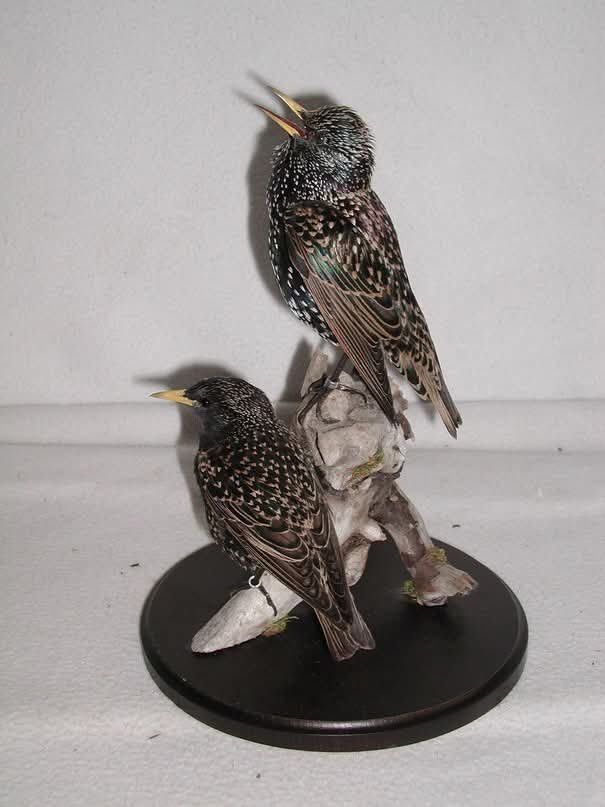 European Starling Pair