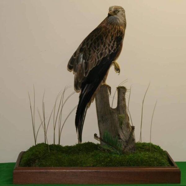 Steppe Eagle Full Body Mount