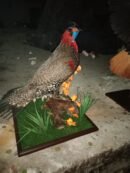 Satyr Tragopan(Crimson Horned Pheasant)