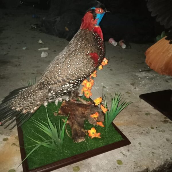 Satyr Tragopan(Crimson Horned Pheasant)