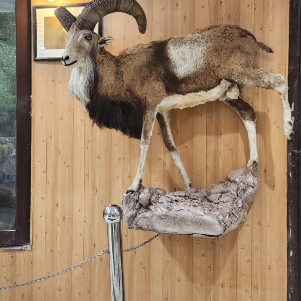 Punjab Urial Full Body Wall Mount