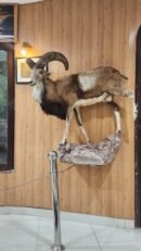 Punjab Urial Full Body Wall Mount