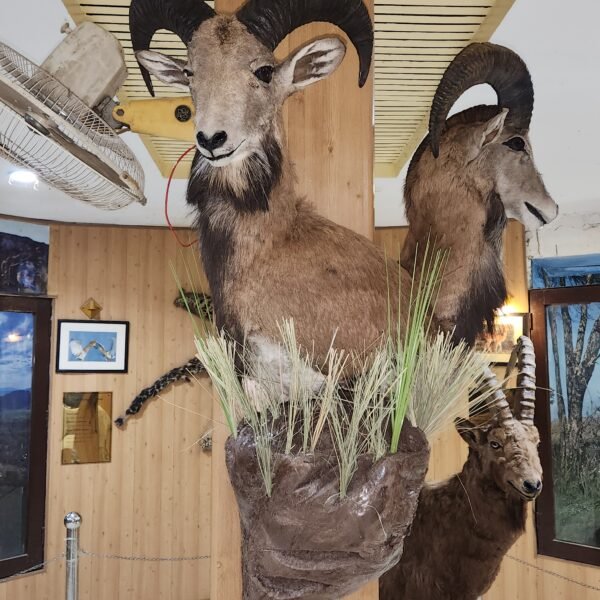 Punjab Urial Wall Pedestal Mount