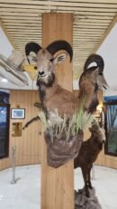 Punjab Urial Wall Pedestal Mount