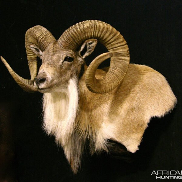Blandford Urial Pedestal Mount