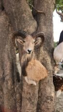Punjab Urial Shoulder Mount