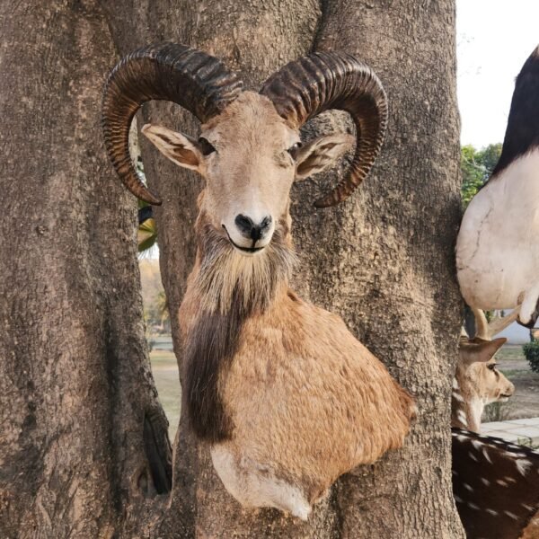 Punjab Urial Shoulder Mount