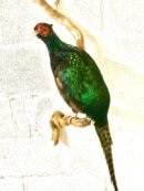 Green Pheasant