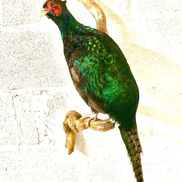 Green Pheasant