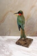 Red-throated Bee-eater