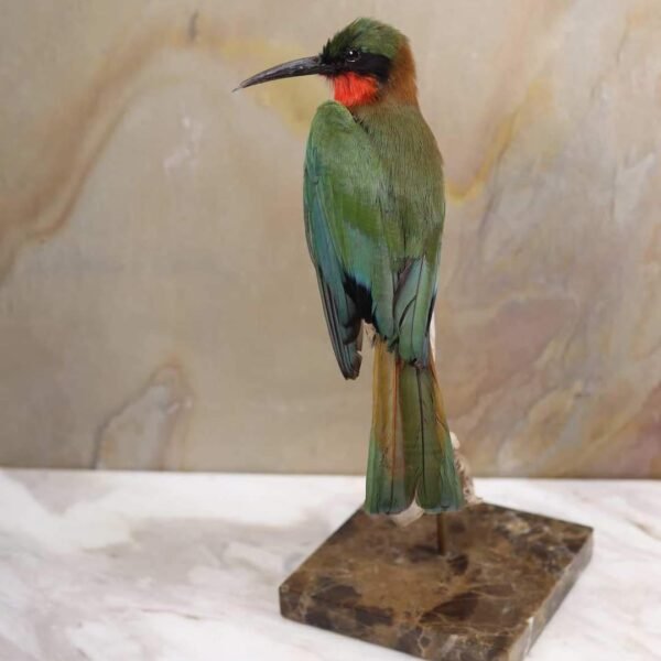 Red-throated Bee-eater